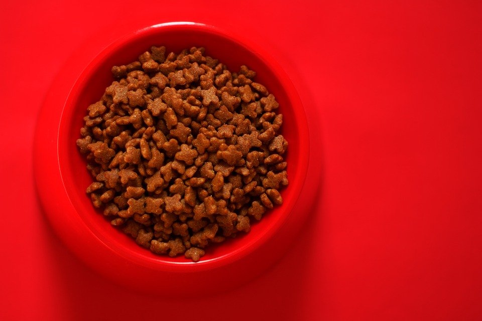Croquette pour chat PERSONNALISÉE: la nourriture dont votre animal a besoin