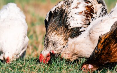Devenir éleveur de poules pondeuses : un guide pas à pas pour commencer un élevage